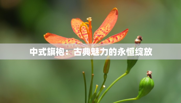 中式旗袍：古典魅力的永恒绽放