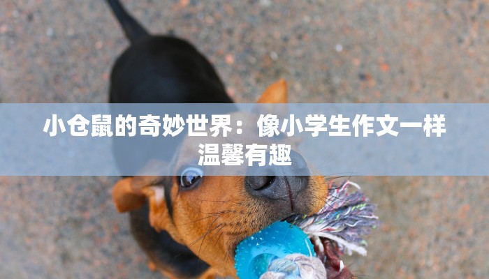 小仓鼠的奇妙世界:像小学生作文一样温馨有趣 小仓鼠的奇妙世界:像小学生作文一样温馨有趣