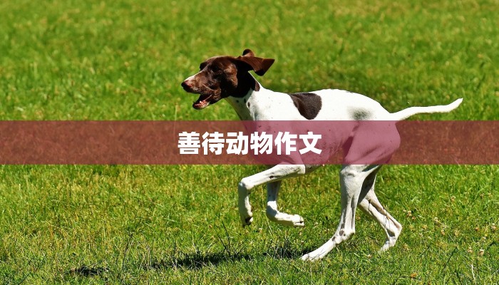 善待动物作文 善待动物作文