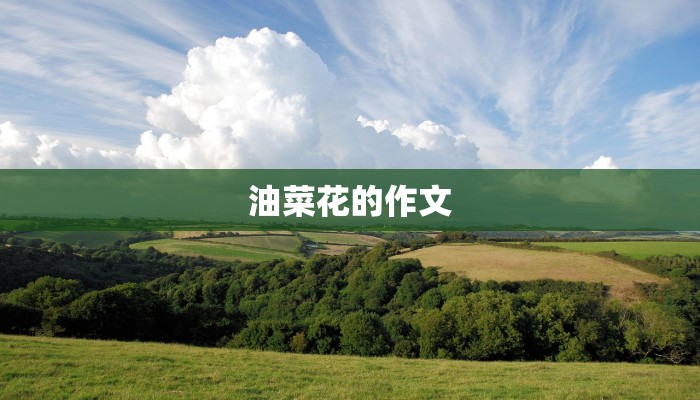 油菜花的作文 油菜花的作文
