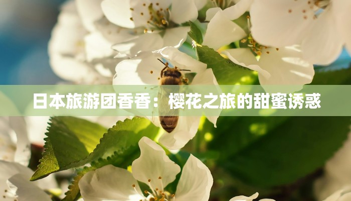 日本旅游团香香:樱花之旅的甜蜜诱惑 日本旅游团香香:樱花之旅的甜蜜诱惑