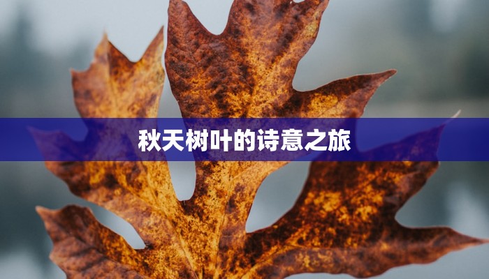 秋天树叶的诗意之旅